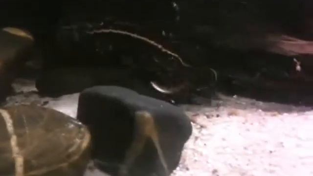 1103 Acanthodoras cataphractus Акантодорас катафрастус смотреть онлайн