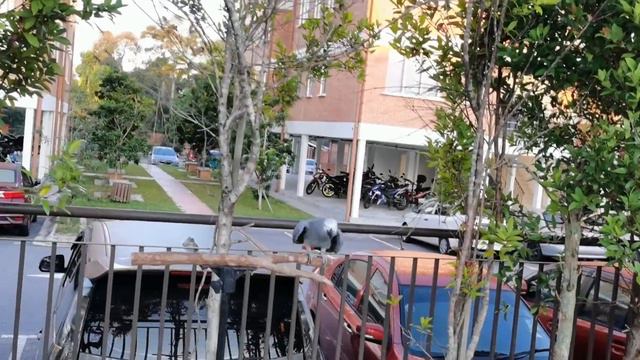 How I Train My Parrot - Congo African Grey Parrot (Part 1) смотреть онлайн