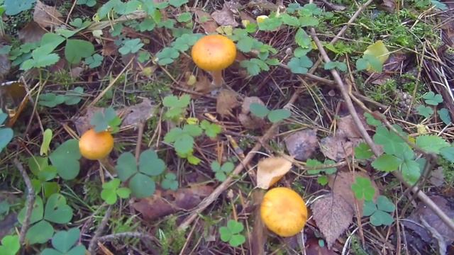 ЗОЛОТАЯ ОСЕНЬ|Снимаю на экшн камеру. смотреть онлайн