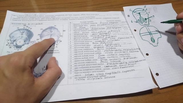 Затылочная кость — запоминаем легко строение и стуктуры. Краниология. Os occipitale. смотреть онлайн