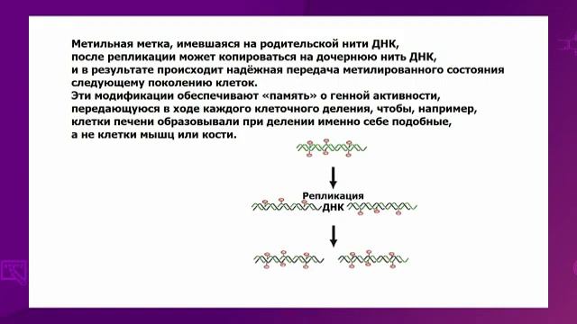 Биология. 11 класс. Метилирование дезоксирибонуклеиновой кислоты /01.03.2021/ смотреть онлайн