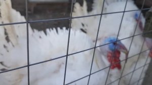 Индюк биг-6. Вес до и после забоя в возрасте 110 дней.