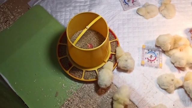 ОТКРЫЛИ СЕЗОН ПО ВЫРАЩИВАНИЮ БРОЙЛЕРОВ! КОББ 500 смотреть онлайн