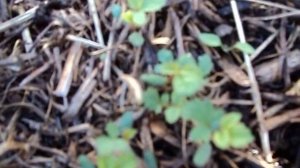 мои самые первые сеянцы шиповника, очень легко , у вас тоже получится