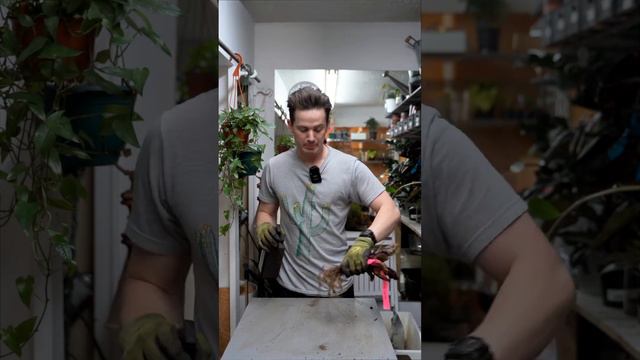 Stop root rot, clean roots, appropriate size pot, fresh soil=happy #houseplants #repotting смотреть онлайн