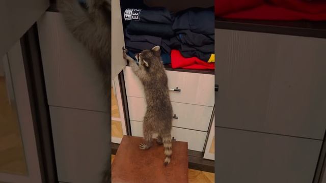 #shorts У енота Шурика ДОШЛИ ЛАПЫ до шифоньера! смотреть онлайн