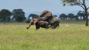 брачные игры слонов и не только...   #слон #танзания