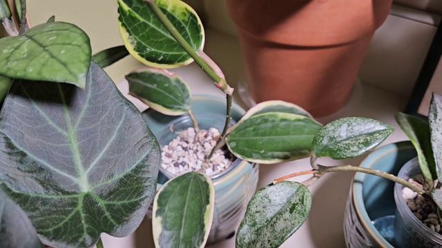 Planty Chat and Updates! #plants #hoya #alocasia смотреть онлайн