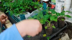 ПЕТУНИЯ первая прищипка. Тайдалы и тайфуны прищипывать или нет?