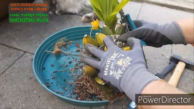 Деление орхидеи ЛИКАСТА. Подробно состав субстрата и как разрезать на части ?