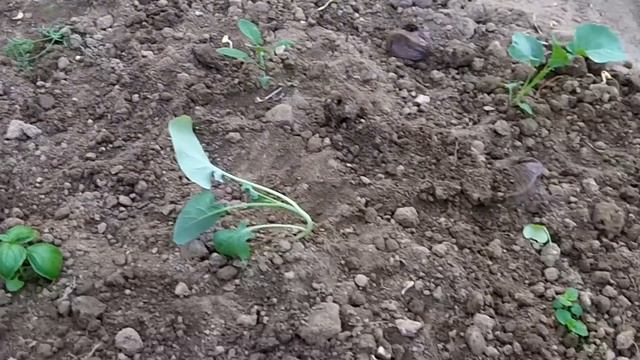 Companion Planting Herbs And Brassicas - Polyculture Hybrid Garden смотреть онлайн