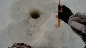 Ловля судака и берша на поставушки с тюлькой.