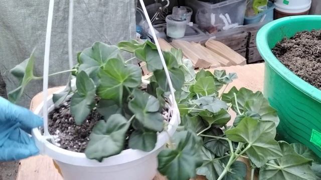 #327.Весенняя обрезка плющелистной пеларгонии(герани ),формировка черенков,подкормки. смотреть онлайн