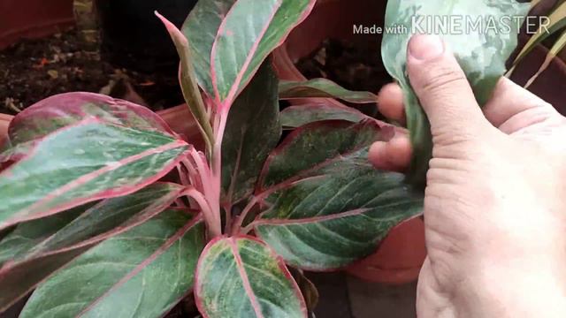 How to grow Iglonema plants 🌱 смотреть онлайн