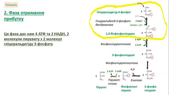 Гліколіз (українською). Біохімія та біоенергетика. (Glycolysis) смотреть онлайн