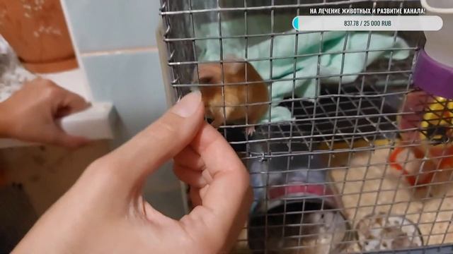 Стрим с Фиником! ?? Финик пожилая декоративная крыса