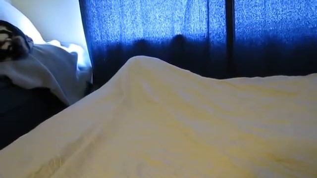 Blanket Monsters: two cats attack from under sheets смотреть онлайн
