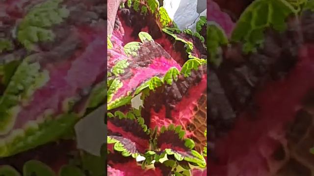 #Beautiful White Cement Pot For Beautiful Coleus#