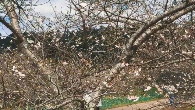 Xuân Melbourne - Rhododendron Garden смотреть онлайн