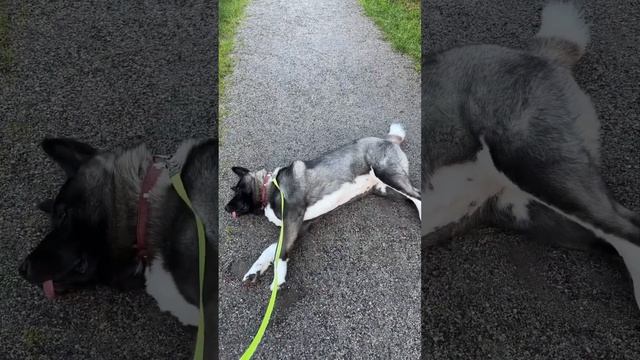 Как я реагирую,когда моя Акита повелась на провокацию другой собаки или плохо прошла мимо. смотреть онлайн