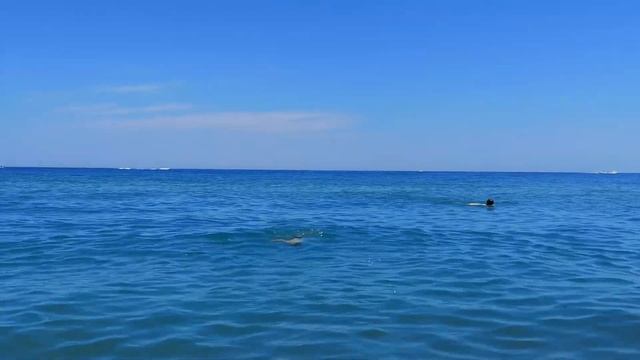 Маленький дельфин