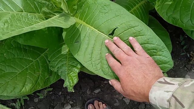 СВ-13 сорт табака смотреть онлайн