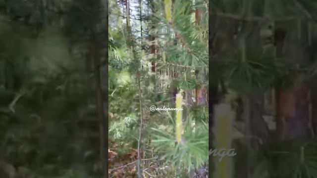 Что в лесу поесть? Приколы смотреть онлайн