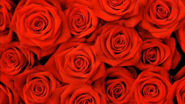 Есть на свете цветок алый, алый. смотреть онлайн