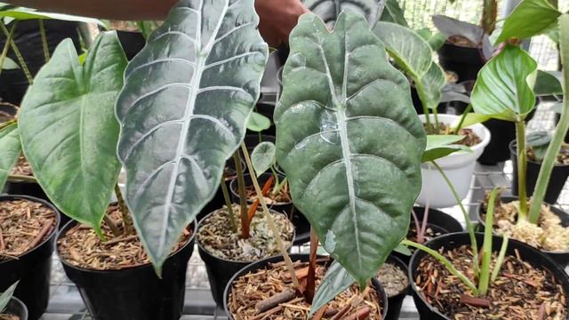 JENIS JENIS ALOCASIA / MAIN KE KEBUN JORA NURSERY смотреть онлайн