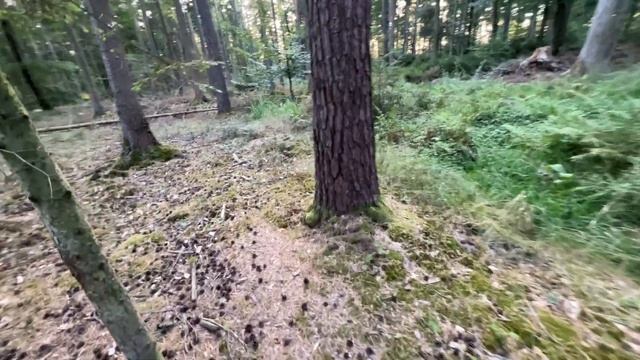 PILZE IM SEPTEMBER 2022 – Teil 2 – Die Vielfalt kommt zurück, schöne Abendrunde смотреть онлайн