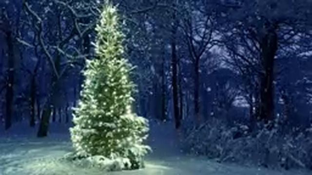 [10 Hours] Snowfall on Christmas Tree in the Woods - Video & Audio [1080HD] SlowTV смотреть онлайн