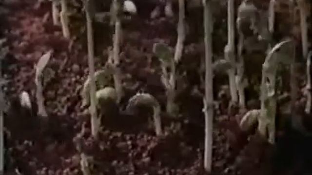 № 4 Развитие растения из семени смотреть онлайн