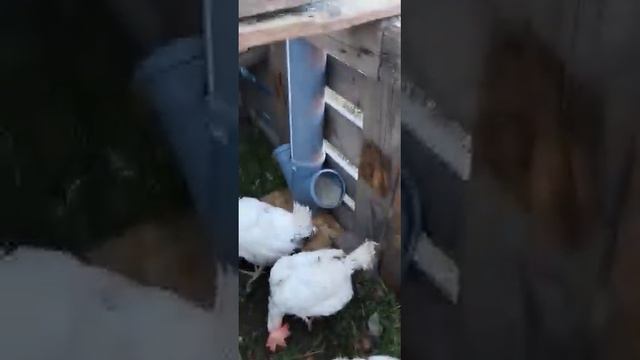 Как построили курятник для пяти кур без денежного вложения... смотреть онлайн