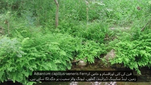 How to Grow Fern-Adiantum capillus-veneris Fern at Home Urdu Guide فرن کے پودےگھروں میں کیسے اُگائی смотреть онлайн