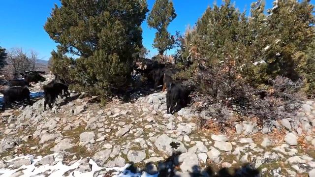 BIKTIRAN SORU? KEÇİLER KIŞ MEVSİMİNDE DAĞDA NELER YER AYRINTILI ÇEKİM смотреть онлайн