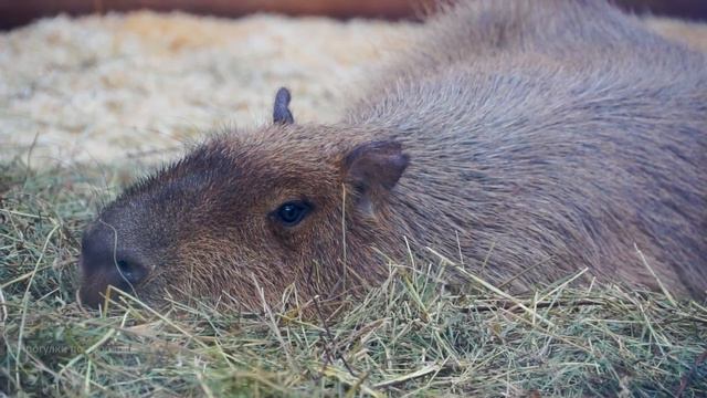Капибары уплетают морковь, а после отдыхают в теплой траве. Ленинградский зоопарк смотреть онлайн