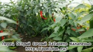 Перец Острый Сочный — Jalapeno Халапеньо