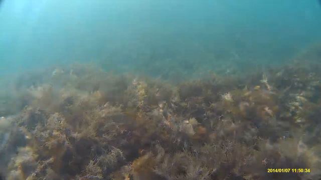 Черное море. Дикий пляж. Геленджик. В погоне за рыбкой смотреть онлайн