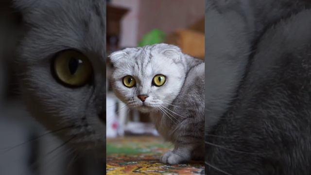 Прекрасный котик #TikTok смотреть онлайн