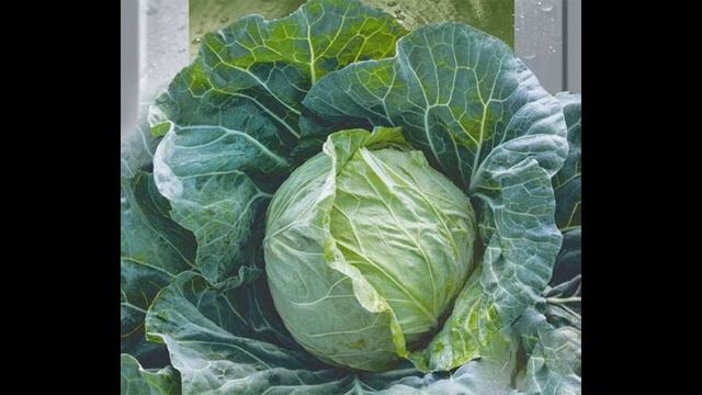 Обзор сорта капусты "Золотой гектар" (характеристики, свойства, фото) смотреть онлайн