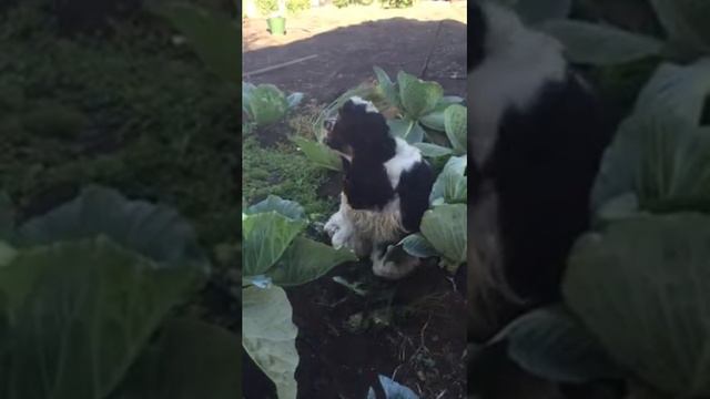 Собака Арчи ест капусту