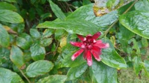 Каликант цветущий (дат. Kanelbusk, лат. Calycanthus floridus)