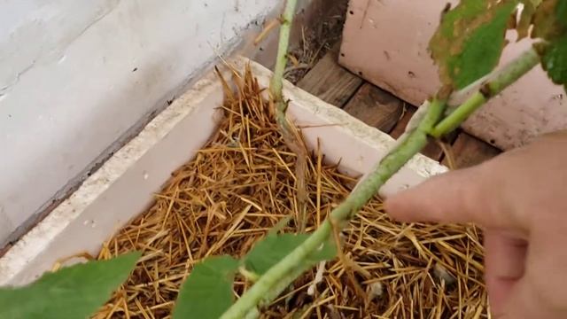 Ежевика Блэк Джем и малина Маравилла в ящиках смотреть онлайн