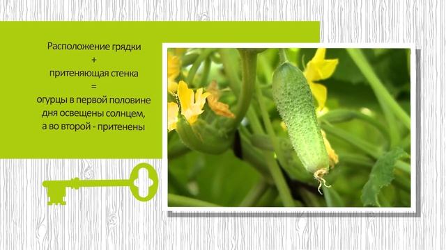 Устройство огуречника для большого урожая огурцов смотреть онлайн