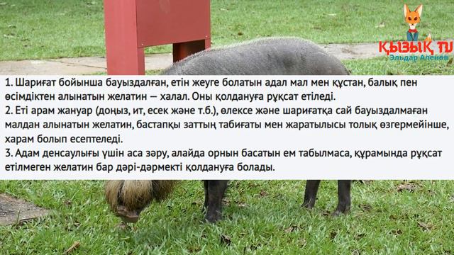 "Парацетамол харам". Желіде бұл дәріні мұсылмандарға ішуге болмайтыны айтылуда смотреть онлайн