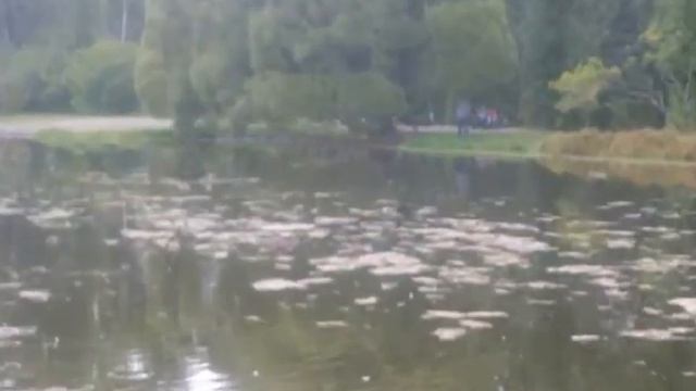 Волшебные звуки природы смотреть онлайн