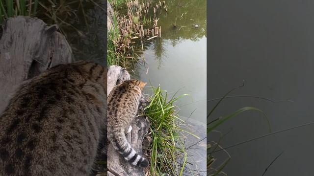 Сочинский Котик и Черепаха. смотреть онлайн