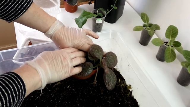 Пересадка-перевалка Глоксинии, Эписции. смотреть онлайн