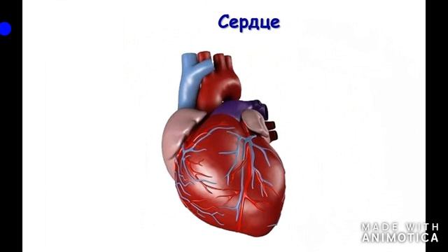 Строение тела человека смотреть онлайн