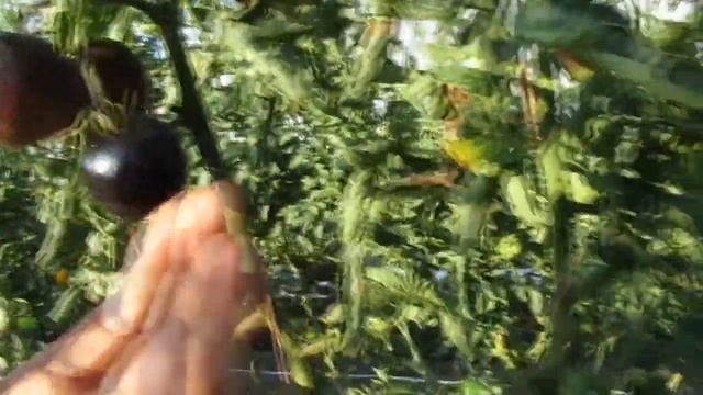 Полосы былого смотреть онлайн